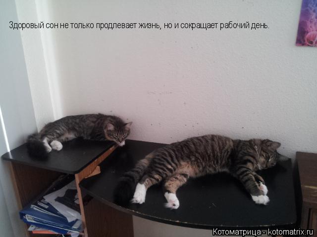 Котоматрица: Здоровый сон не только продлевает жизнь, но и сокращает рабочий день.