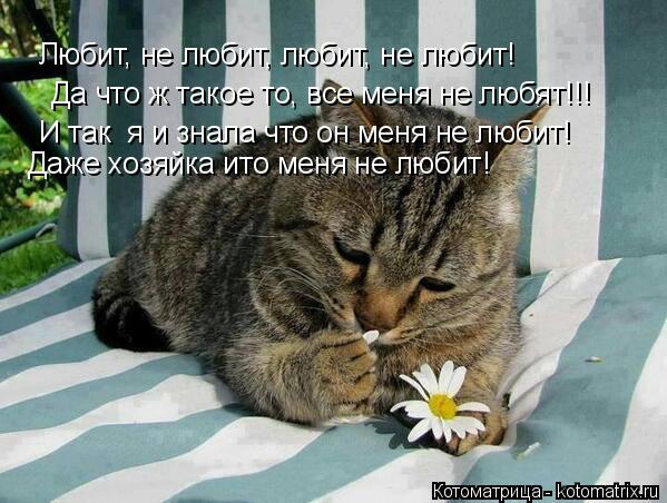 Котоматрица: Любит, не любит, любит, не любит! Да что ж такое то, все меня не любят!!!  И так  я и знала что он меня не любит! Даже хозяйка ито меня не любит!