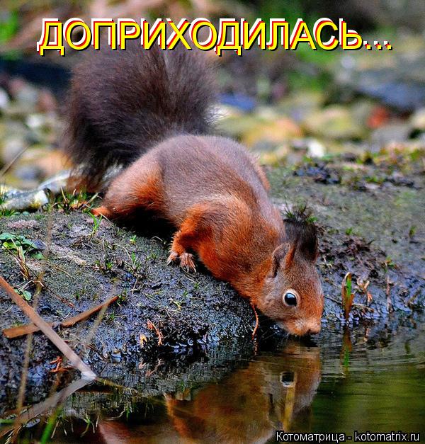 Котоматрица: ДОПРИХОДИЛАСЬ... ДОПРИХОДИЛАСЬ... ДОПРИХОДИЛАСЬ...