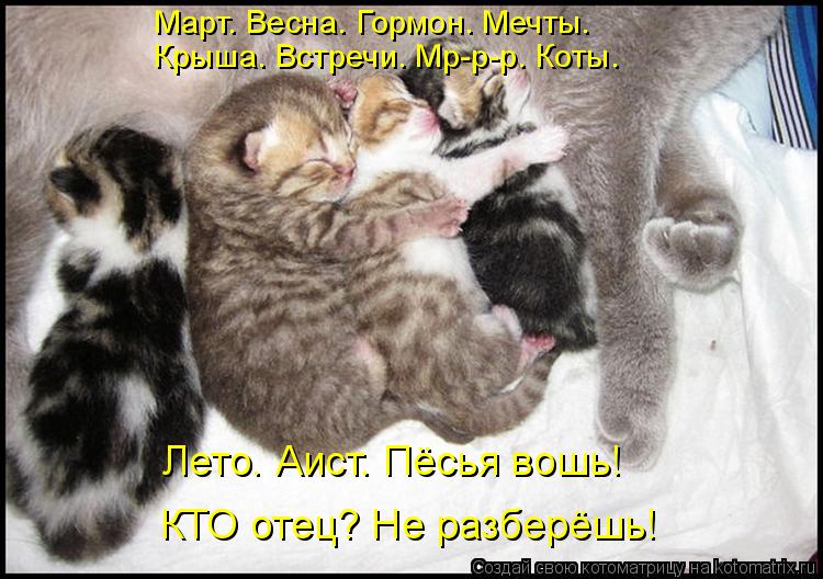 Котоматрица: Март. Весна. Гормон. Мечты. Крыша. Встречи. Мр-р-р. Коты. Лето. Аист. Пёсья вошь! КТО отец? Не разберёшь!