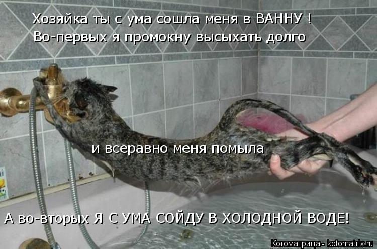Котоматрица: Хозяйка ты с ума сошла меня в ВАННУ ! Во-первых я промокну высыхать долго  Во-первых я промокну высыхать долго  А во-вторых Я С УМА СОЙДУ В ХОЛ