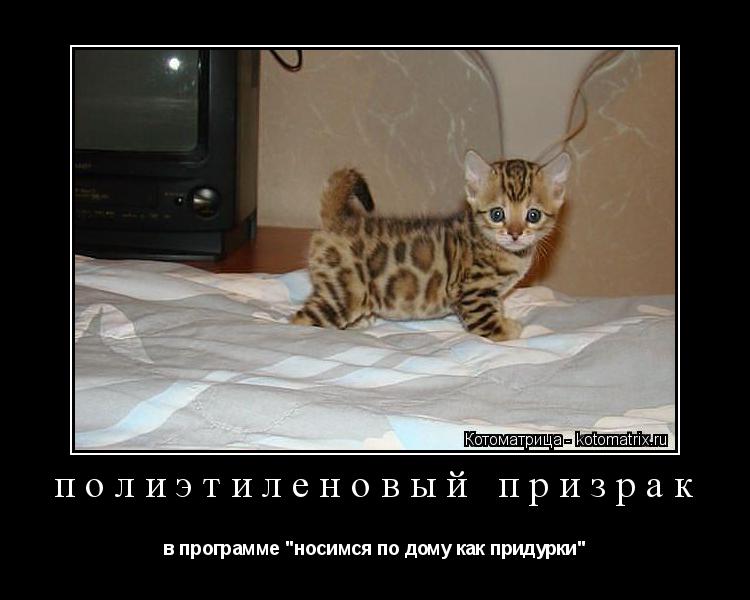 полиэтиленовый призрак в программе "носимся по дому как придурки"... Котоматрица: полиэтиленовый призрак в программе "носимся по дому как придурки"