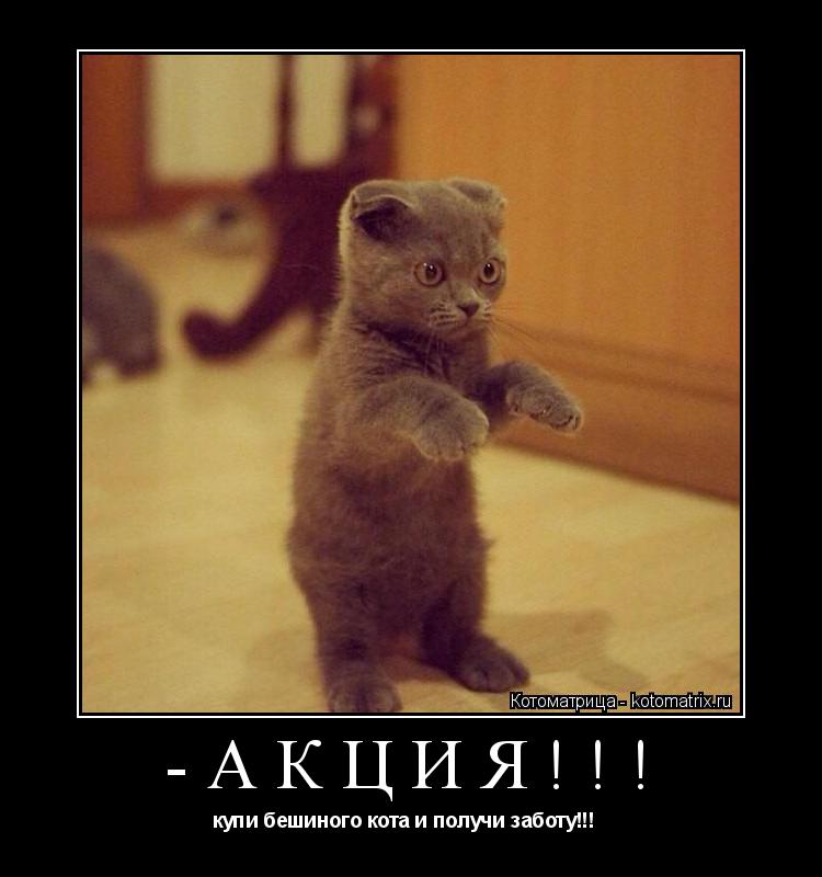 Котоматрица: -АКЦИЯ!!! купи бешиного кота и получи заботу!!!  