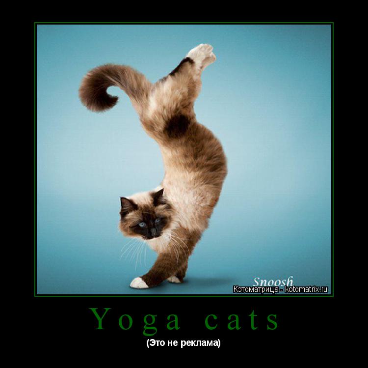Yoga cats (Это не реклама)... Котоматрица: Yoga cats (Это не реклама)