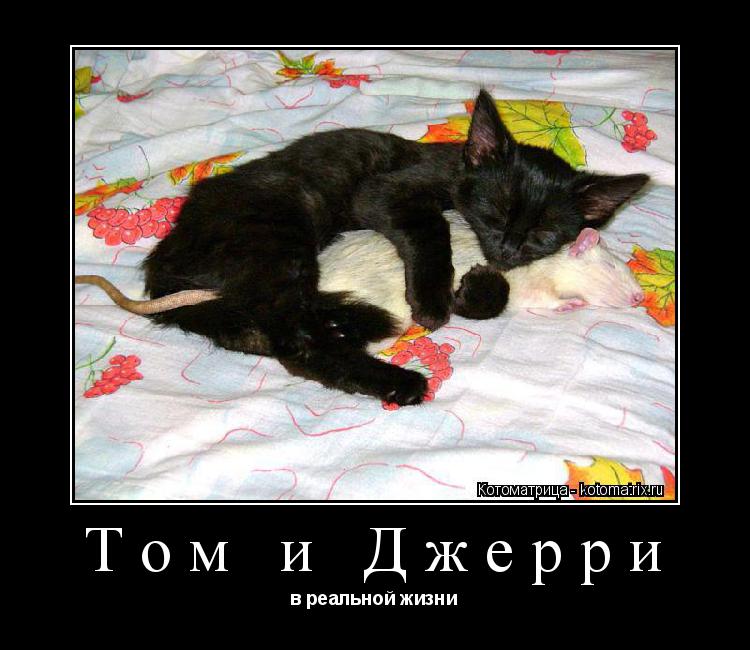 Котоматрица: Том и Джерри в реальной жизни