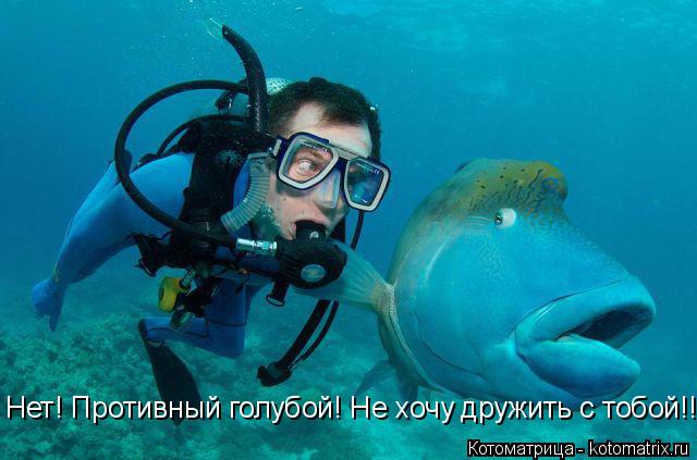 Котоматрица: Нет! Противный голубой! Не хочу дружить с тобой!!!