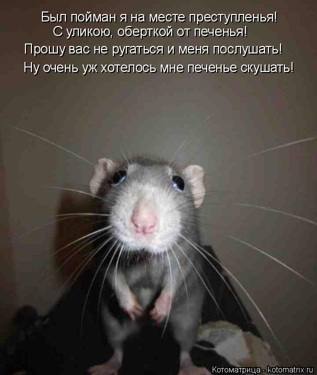 Котоматрица: Был пойман я на месте преступленья! Ну очень уж хотелось мне печенье скушать! Прошу вас не ругаться и меня послушать! С уликою, оберткой от п