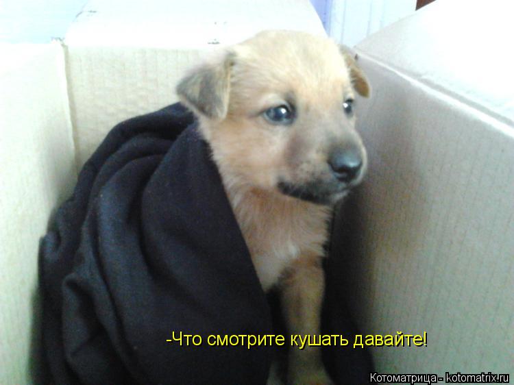Котоматрица: -Что смотрите кушать давайте!