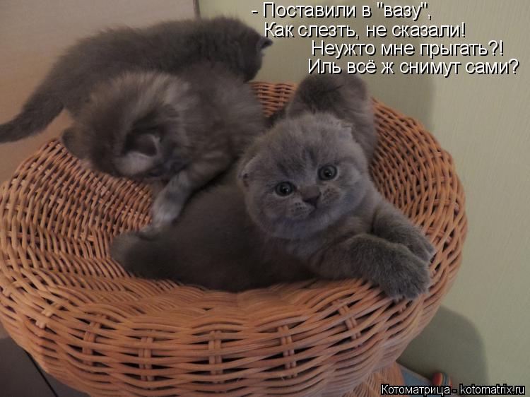 - Поставили в "вазу", Как слезть, не сказали! Неужто мне прыгать?! Иль всё ж снимут сами?... Котоматрица: - Поставили в "вазу", Как слезть, не сказали! Неужто мне прыгать?! Иль всё ж снимут сами?