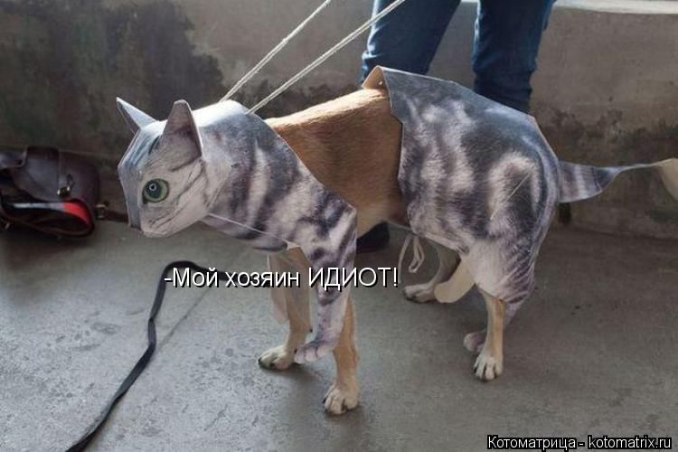 -Мой хозяин ИДИОТ!... Котоматрица: -Мой хозяин ИДИОТ!