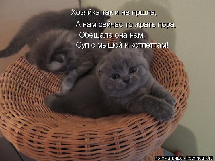 Хозяйка так и не пршла, А нам сейчас то жрать пора. Обещала она нам, Суп с мышой и котлеттам!... Котоматрица: Хозяйка так и не пршла, А нам сейчас то жрать пора. Обещала она нам, Суп с мышой и котлеттам!