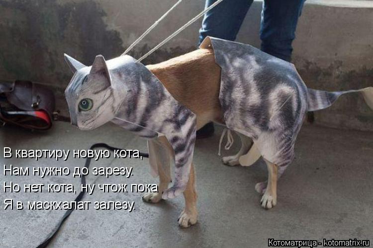 В квартиру новую кота, Нам нужно до зарезу. Но нет кота, ну чтож пока Я в маскхалат залезу.... Котоматрица: В квартиру новую кота, Нам нужно до зарезу. Но нет кота, ну чтож пока Я в маскхалат залезу.