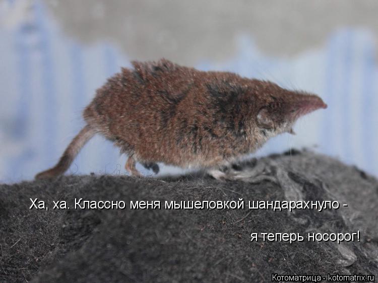 Котоматрица: Ха, ха. Классно меня мышеловкой шандарахнуло - я теперь носорог!