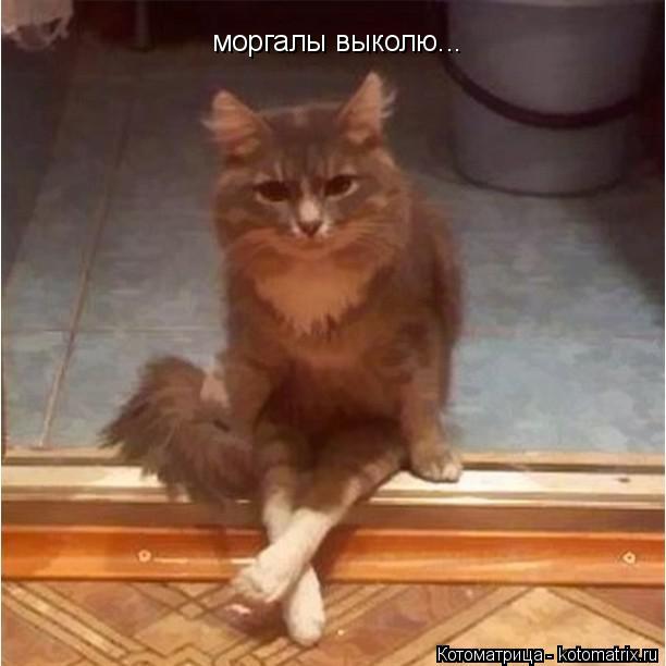 моргалы выколю...... Котоматрица: моргалы выколю...