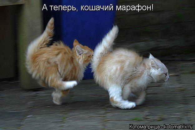 А теперь, кошачий марафон!... Котоматрица: А теперь, кошачий марафон!