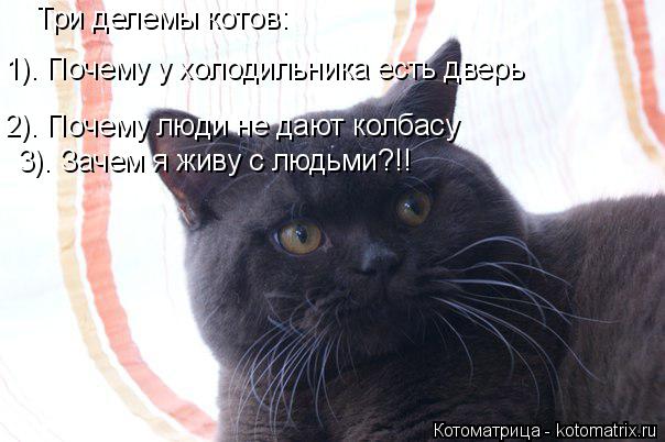 Три делемы котов: 1). Почему у холодильника есть дверь 2). Почему люди не дают колбасу 3). Зачем я жи... Котоматрица: Три делемы котов: 1). Почему у холодильника есть дверь 2). Почему люди не дают колбасу 3). Зачем я живу с людьми?!!