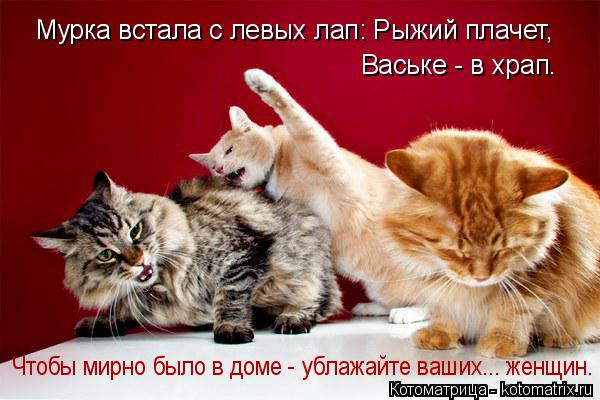 Мурка встала с левых лап: Рыжий плачет, Ваське - в храп. Чтобы мирно было в доме - ублажайте ваших..... Котоматрица: Мурка встала с левых лап: Рыжий плачет, Ваське - в храп. Чтобы мирно было в доме - ублажайте ваших... женщин.