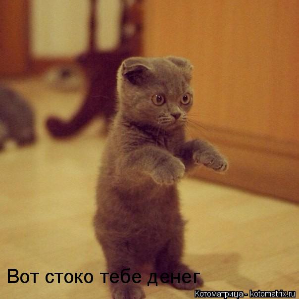 Котоматрица: Вот стоко тебе денег