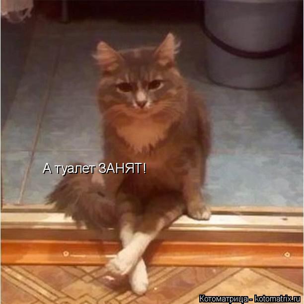 А туалет ЗАНЯТ!... Котоматрица: А туалет ЗАНЯТ!