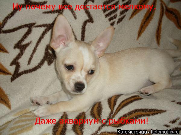 Ну почему все достается мелкому. Даже аквариум с рыбками!... Котоматрица: Ну почему все достается мелкому. Даже аквариум с рыбками!