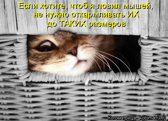 Котоматрица: Если хотите, чтоб я ловил мышей, не нужно откармливать ИХ  до ТАКИХ размеров