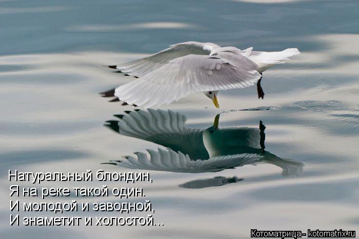 Натуральный блондин, Я на реке такой один. И молодой и заводной, И знаметит и холостой...... Котоматрица: Натуральный блондин, Я на реке такой один. И молодой и заводной, И знаметит и холостой...