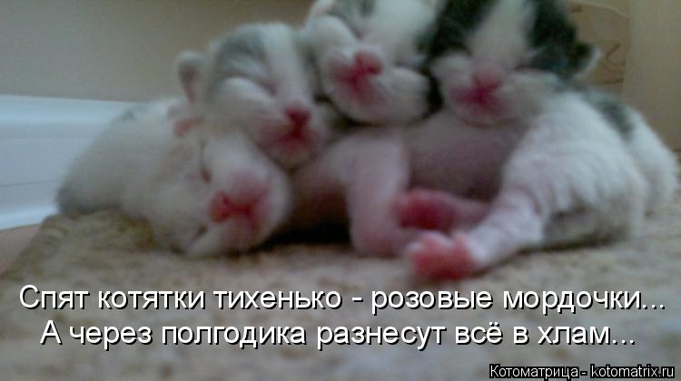 Котоматрица: Спят котятки тихенько - розовые мордочки... А через полгодика разнесут всё в хлам...