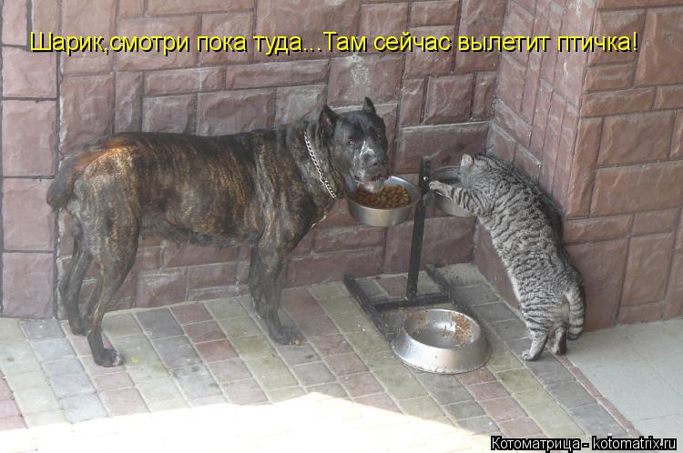 Шарик,смотри пока туда...Там сейчас вылетит птичка!... Котоматрица: Шарик,смотри пока туда...Там сейчас вылетит птичка!