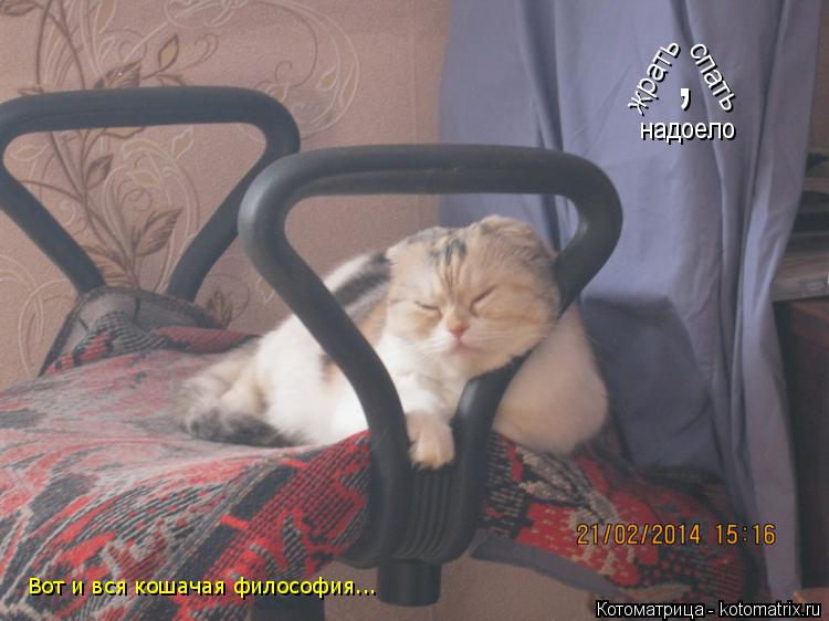 жрать надоело , спать Вот и вся кошачая философия...... Котоматрица: жрать надоело , спать Вот и вся кошачая философия...
