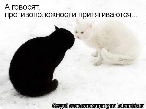 Котоматрица: А говорят,  противоположности притягиваются...