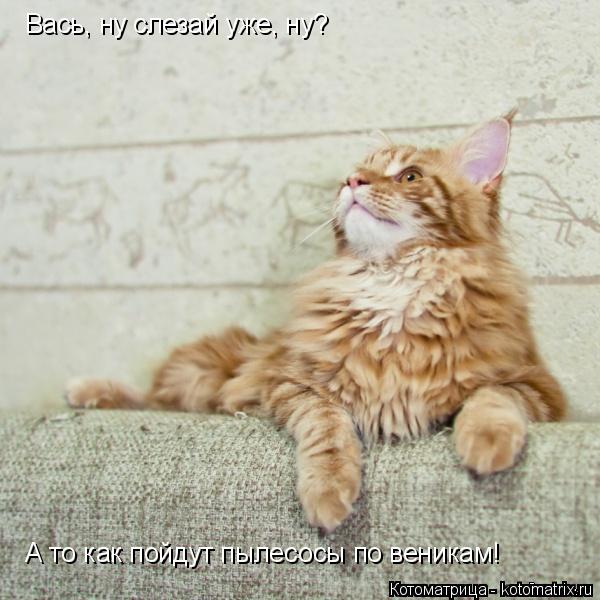 Вась, ну слезай уже, ну? А то как пойдут пылесосы по веникам!... Котоматрица: Вась, ну слезай уже, ну? А то как пойдут пылесосы по веникам!
