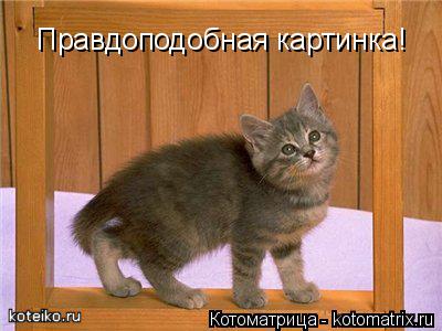 Правдоподобная картинка!... Котоматрица: Правдоподобная картинка!