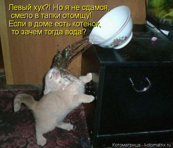 Котоматрица: Левый хук?! Но я не сдамся,  смело в тапки отомщу!  Если в доме есть котенок,  то зачем тогда вода?