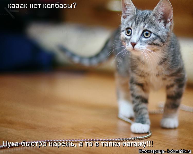 кааак нет колбасы? Нука быстро нарежь, а то в тапки нагажу!!!... Котоматрица: кааак нет колбасы? Нука быстро нарежь, а то в тапки нагажу!!!