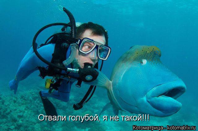 Котоматрица: Отвали голубой, я не такой!!!