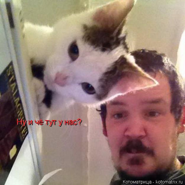 Ну и чё тут у нас? Ну и чё тут у нас?... Котоматрица: Ну и чё тут у нас? Ну и чё тут у нас?