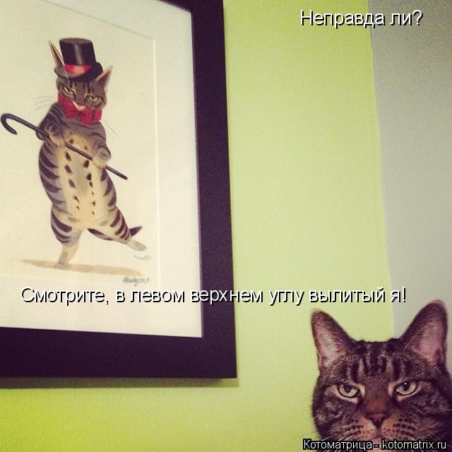 Смотрите, в левом верхнем углу вылитый я! Неправда ли?... Котоматрица: Смотрите, в левом верхнем углу вылитый я! Неправда ли?