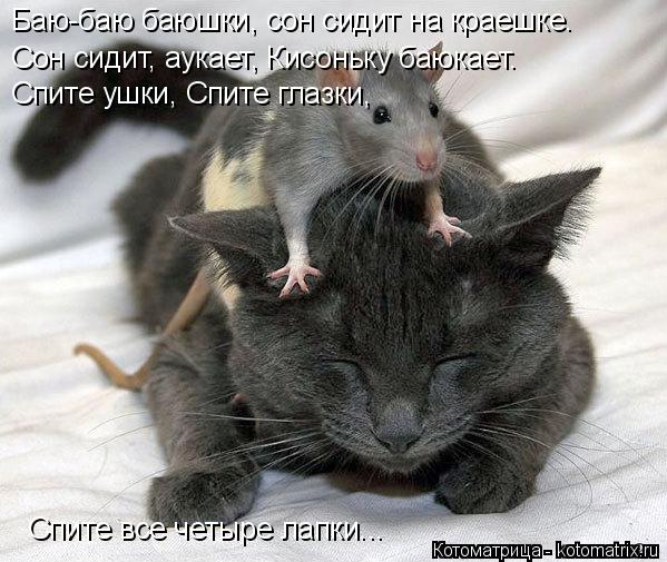 Котоматрица: Баю-баю баюшки, сон сидит на краешке. Сон сидит, аукает, Кисоньку баюкает. Спите ушки, Спите глазки, Спите все четыре лапки...