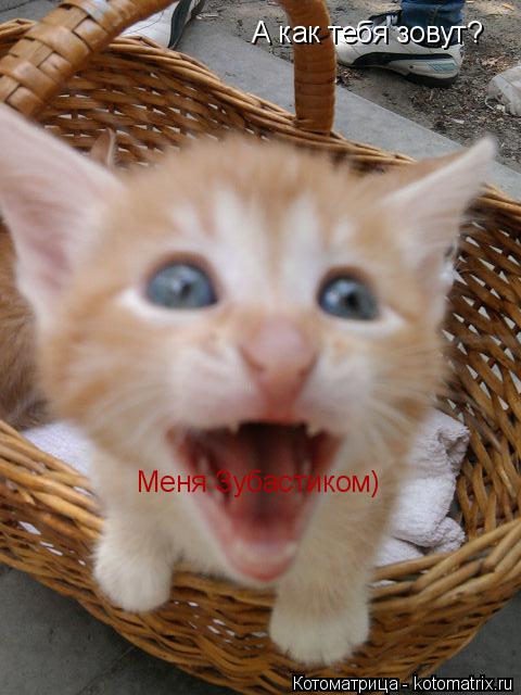 Котоматрица: А как тебя зовут? Меня Зубастиком)