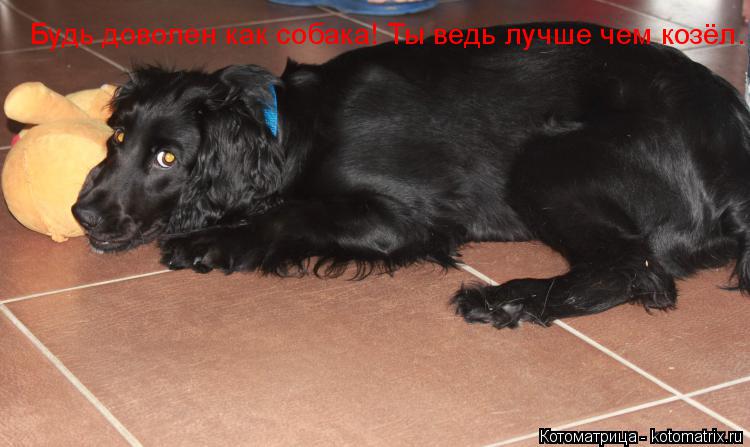 Котоматрица: Будь доволен как собака! Ты ведь лучше чем козёл.