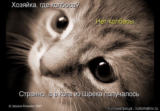 Котоматрица: Хозяйка, где колбоса? Нет колбасы. Странно, а в кота из Шрека получалось