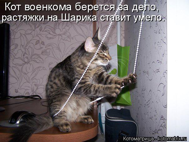 Кот военкома берется за дело, растяжки на Шарика ставит умело.... Котоматрица: Кот военкома берется за дело, растяжки на Шарика ставит умело.