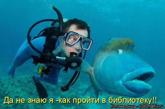 Да не знаю я -как пройти в библиотеку!!... Котоматрица: Да не знаю я -как пройти в библиотеку!!
