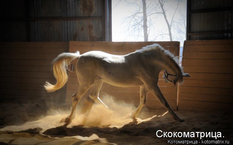 Котоматрица: Скокоматрица.