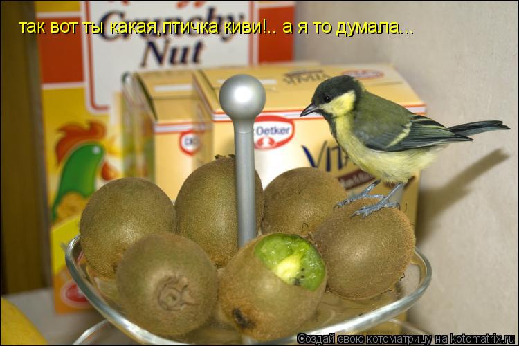 так вот ты какая,птичка киви!.. а я то думала...... Котоматрица: так вот ты какая,птичка киви!.. а я то думала...