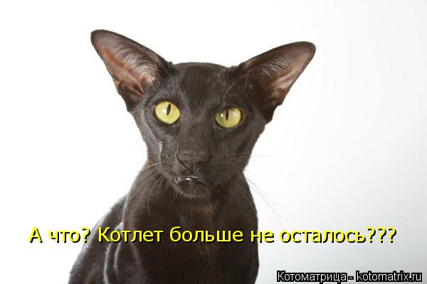 Котоматрица: А что? Котлет больше не осталось??? А что? Котлет больше не осталось???
