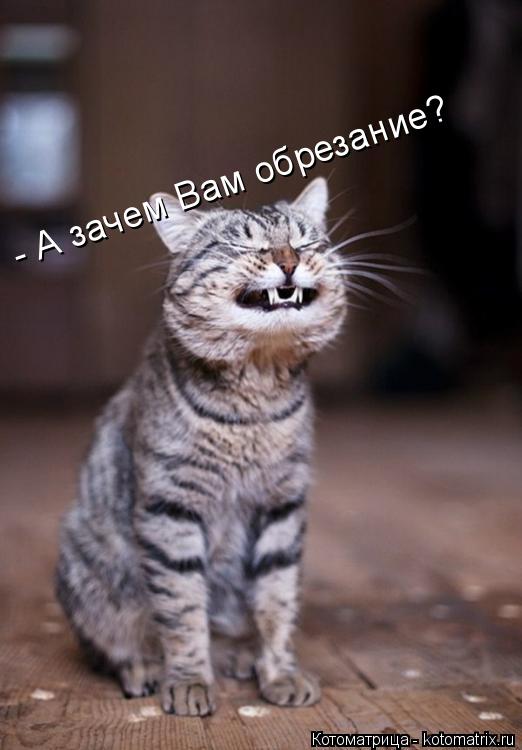 - А зачем Вам обрезание?... Котоматрица: - А зачем Вам обрезание?