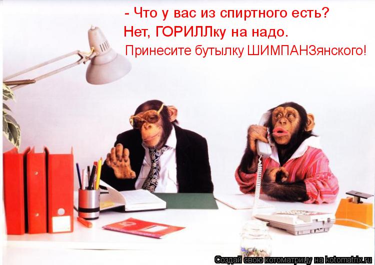 Котоматрица: Принесите бутылку ШИМПАНЗянского!  Нет, ГОРИЛЛку на надо. - Что у вас из спиртного есть?
