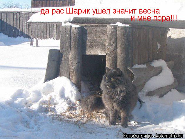 Котоматрица: да рас Шарик ушел значит весна  и мне пора!!!