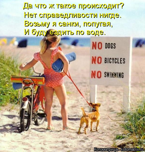 Котоматрица: Да что ж такое происходит? Нет справедливости нигде. Возьму я санки, попугая, И буду ездить по воде.